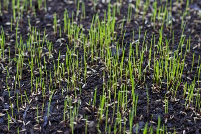 Improve the Health and Appearance of the Lawn with Lawn Seeding!
