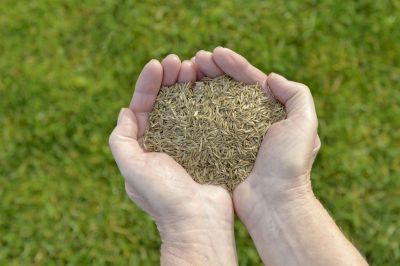 Plant Grass Seeds to Improve Your Lawn!