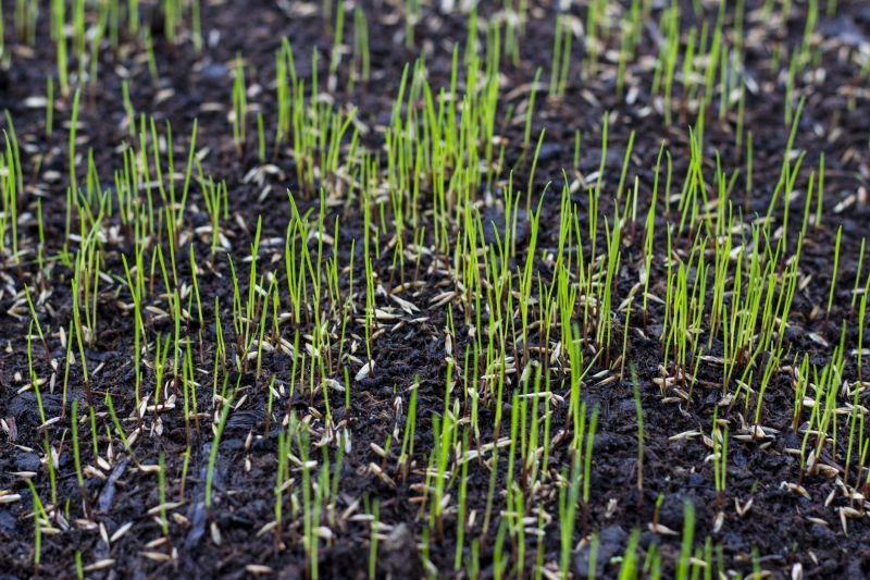 Lawn Seeding Service