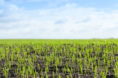 Lawn with New Growth
