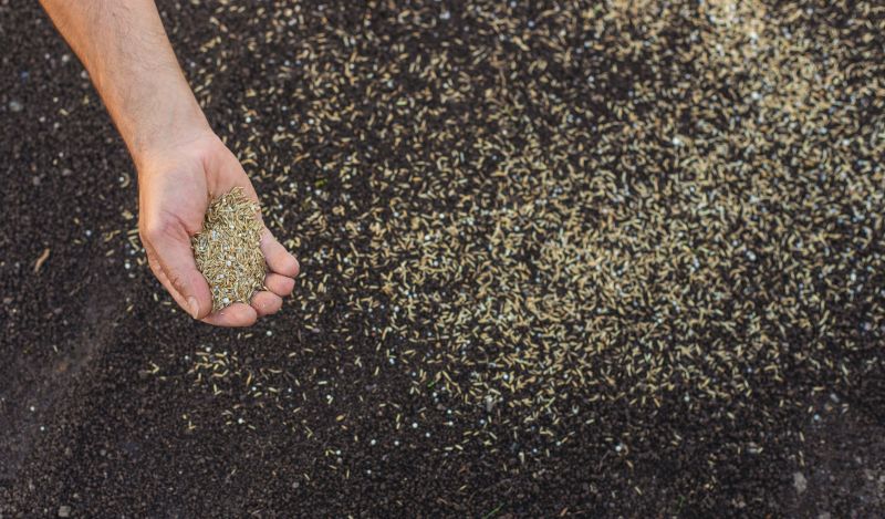 Lawn Seeding Service