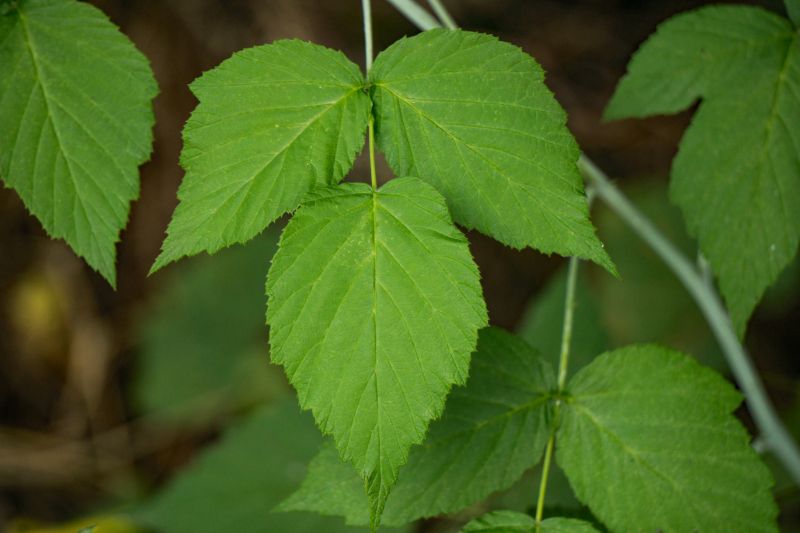 Poison Ivy Removal in Doylestown, PA